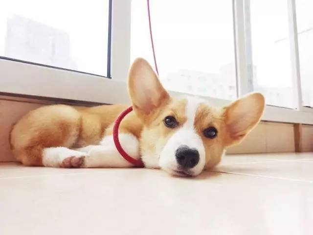 孙老师 柯基犬又叫威尔士柯基犬,为1107年由法兰德斯工人携带过来的