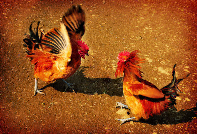 不要劝我了,我的人生目标就是做鸡!