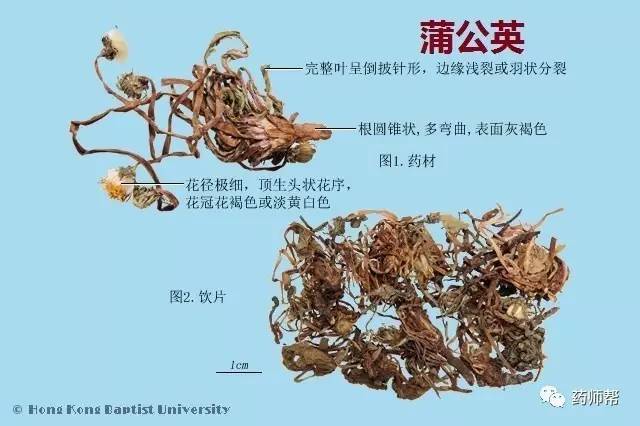 紫花地丁,蒲公英 药用部位为地上部分: 益母草 药用部分为地上茎: 肉