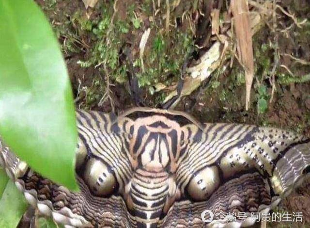 男子偶然在山上发现不明生物,长相有些吓人,到现在也不清楚是啥