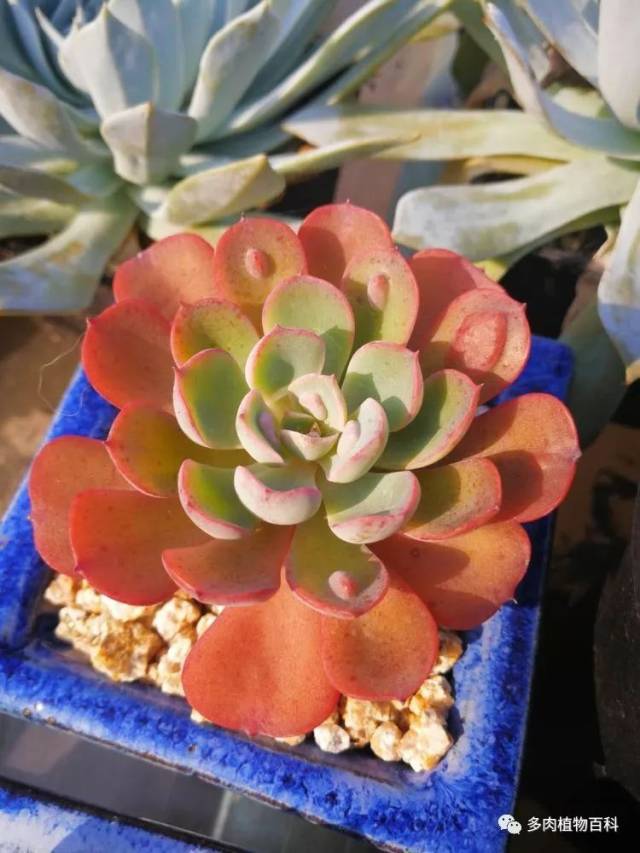 多肉植物别样美之血色浪漫