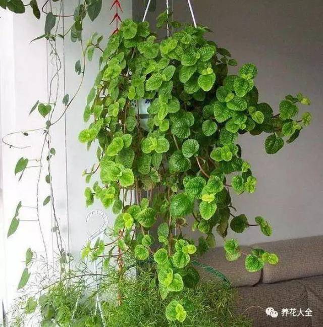 吸毒草可是长得超快的花卉,基本买