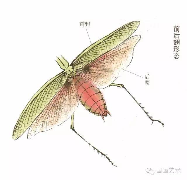 螳螂的前后翅的结构形态变化及颜色变化,因其品种不同而不同,各种螳螂