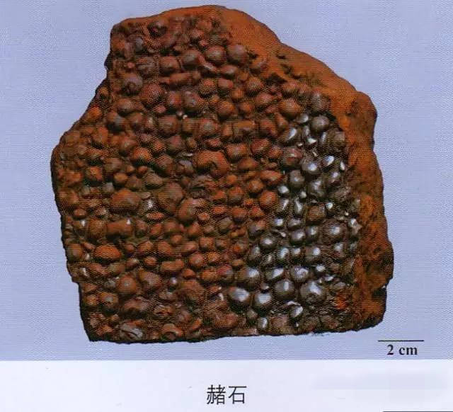 【汇总】2017年执业药师考试必备的200多味常用中药名称及彩色配图