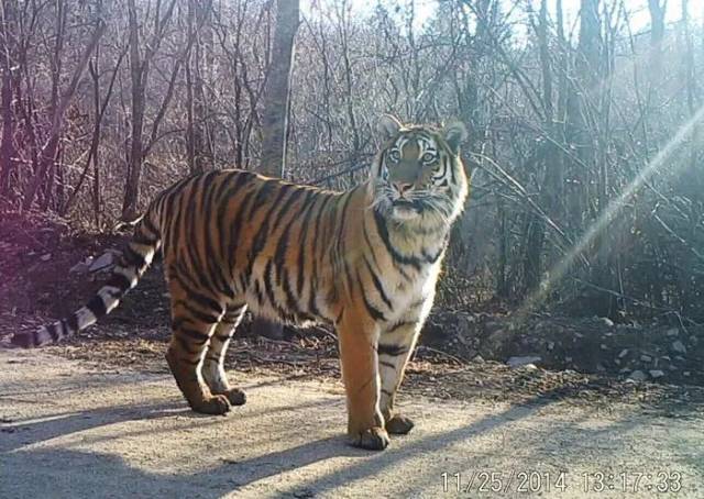 远红外相机拍摄到的野生东北虎的正面影像