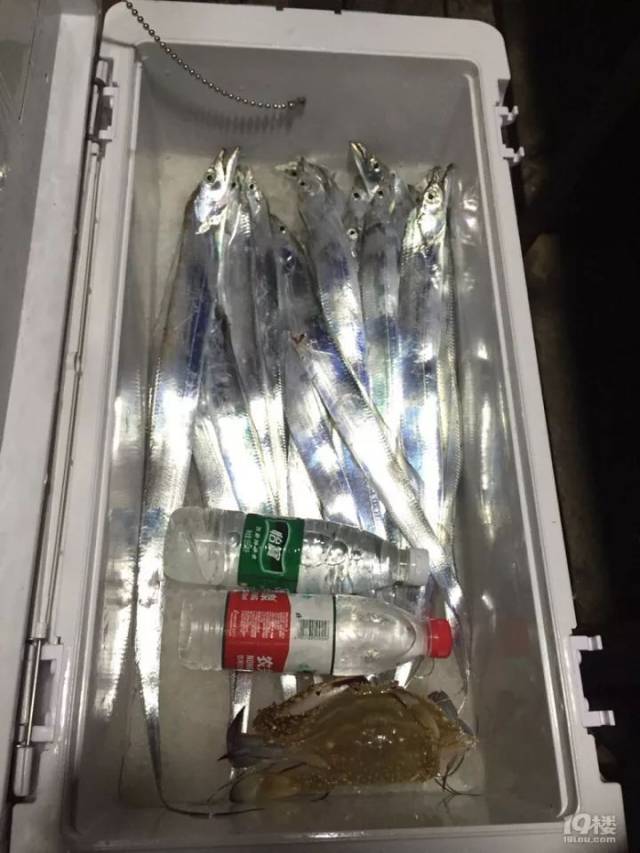 【戳视频】还以为钓了假带鱼 刚钓上来的带鱼怎么和不锈钢条一样亮