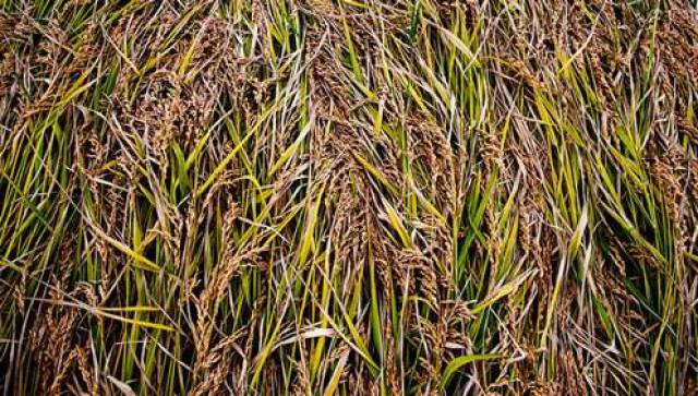 图片来源:marka/alamy stock photo研究人员发现,水稻在野生植物中很