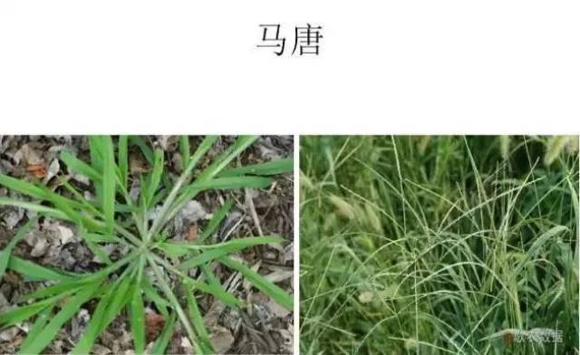 农田杂草的主要为害为:与作物争夺养料,水分,阳光和空间,妨碍田间通风