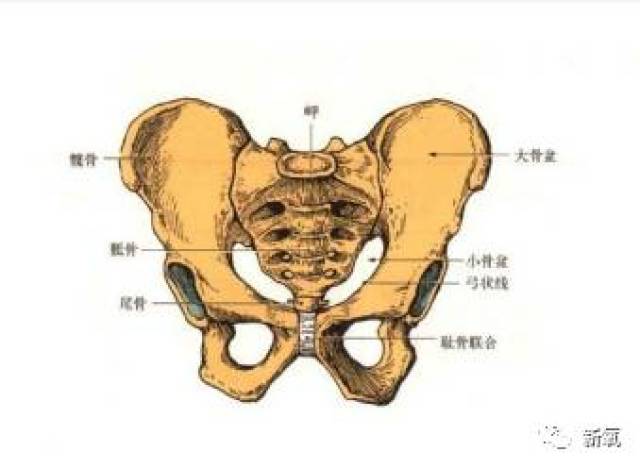 骨盆前倾是指骨盆的位置偏移,向前倾斜一定的角度.