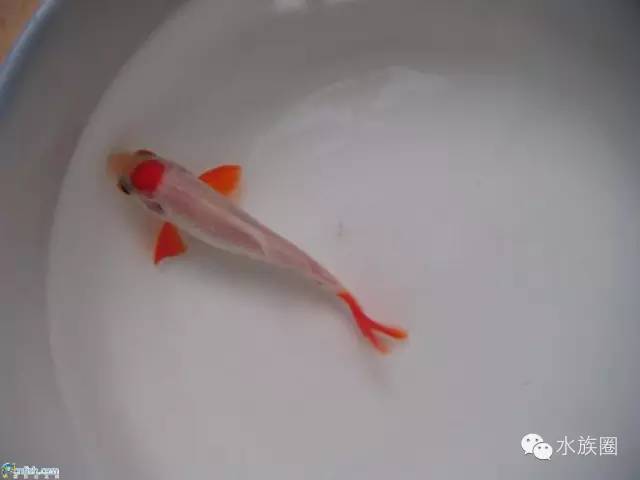 国粹金鱼,饲养知识大全!