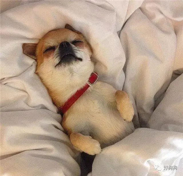 狗狗喜欢睡在主人床上,背后的原因竟如此感人