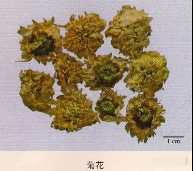 必备的200多味常用中药名称及彩色配图