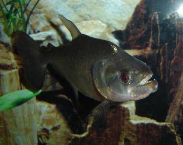 黑色食人鱼(black piranha),是属于食人鱼(宠物鱼爱好者称为水虎)中