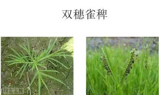 快看看:农田杂草高清图谱来袭,一次全认识了