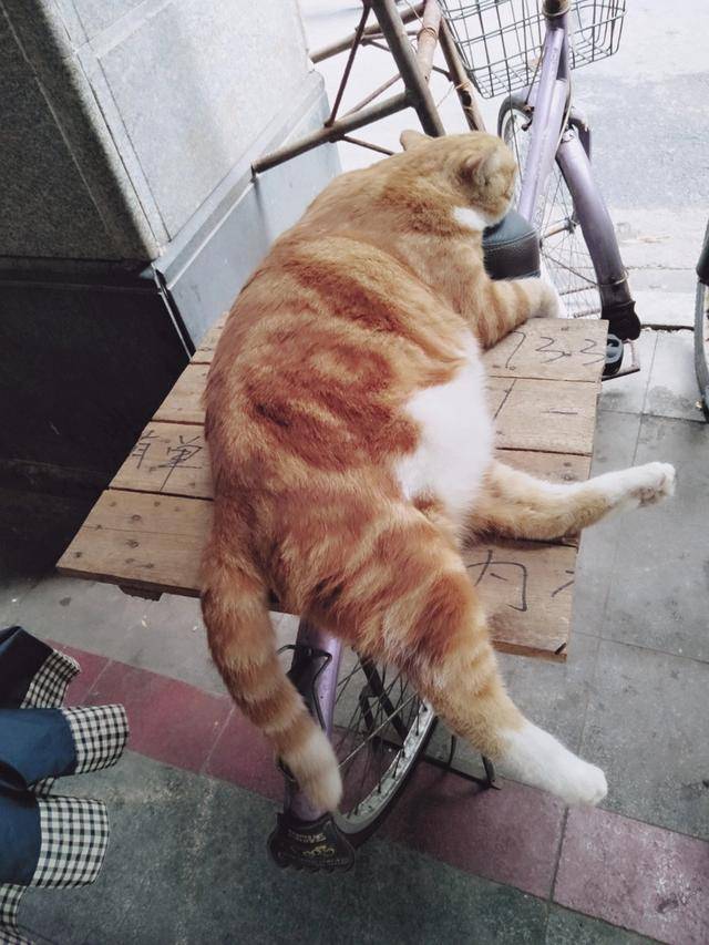 路遇一只胖橘猫晒太阳,脾气超好,路过行人随便