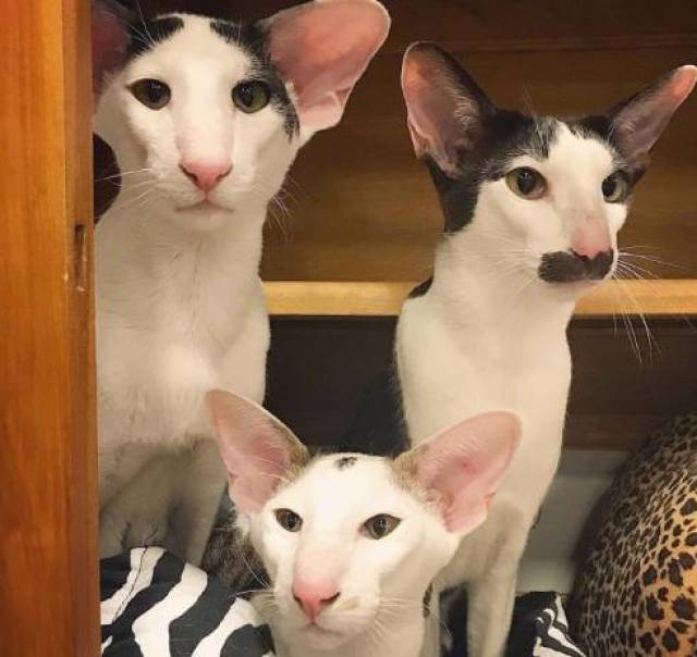 网友家的东方短毛猫,高鼻梁,杏仁眼,大耳朵,很多人觉得它们长得像.