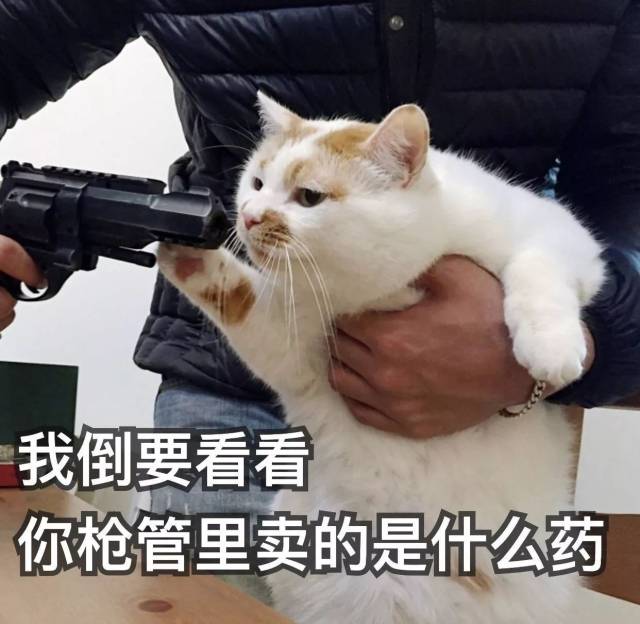 网红猫楼楼的表情包.