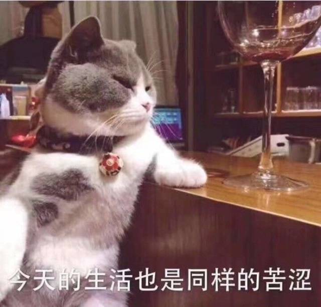 一条全是小猫咪的表情包!保证看完每张都想保存!