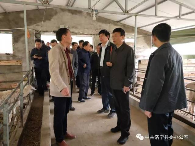 张献宇在东宋镇观摩郭村湖羊养殖基地,听取湖羊养殖项目情况汇报.