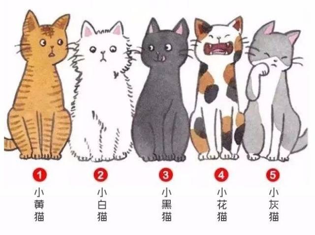 5只猫选1只,测出你在别人眼中的印象,准爆!