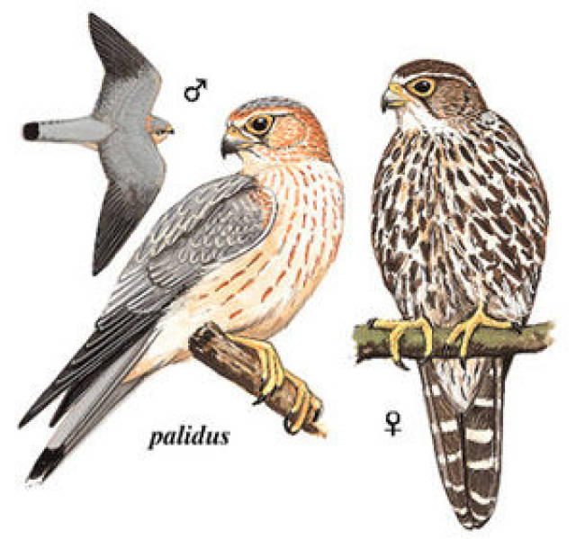 隼和鹰的图片大全 7dd819cb17944684a96b2bf533e81c70.jpeg