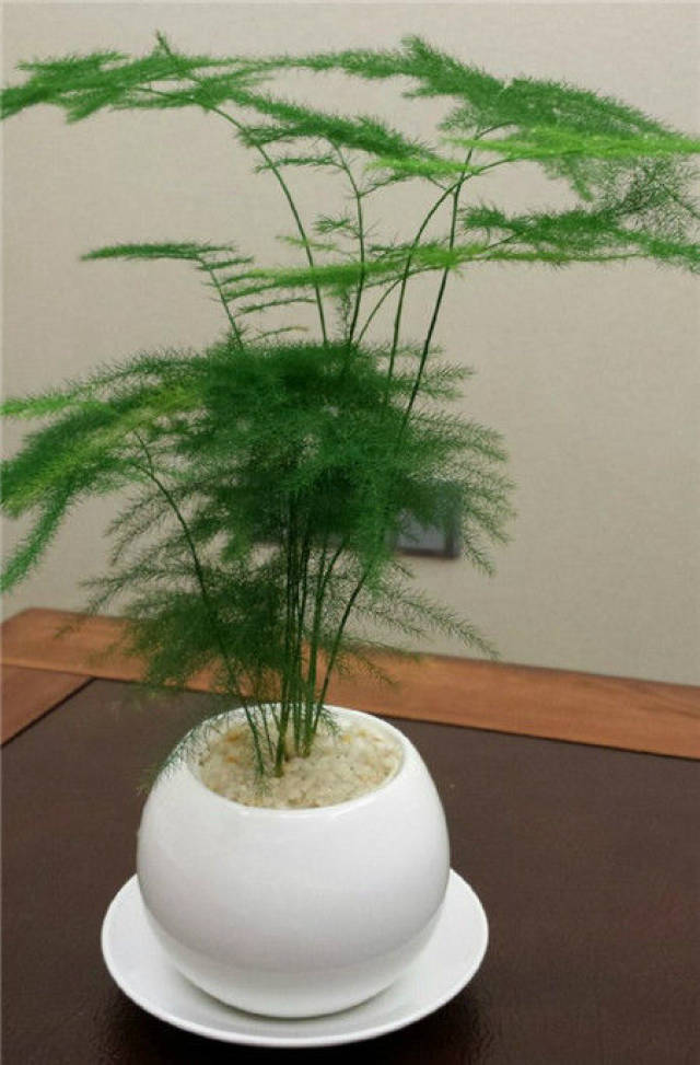 来比比谁家的文竹长得最长!原来,没有最长只有更长!