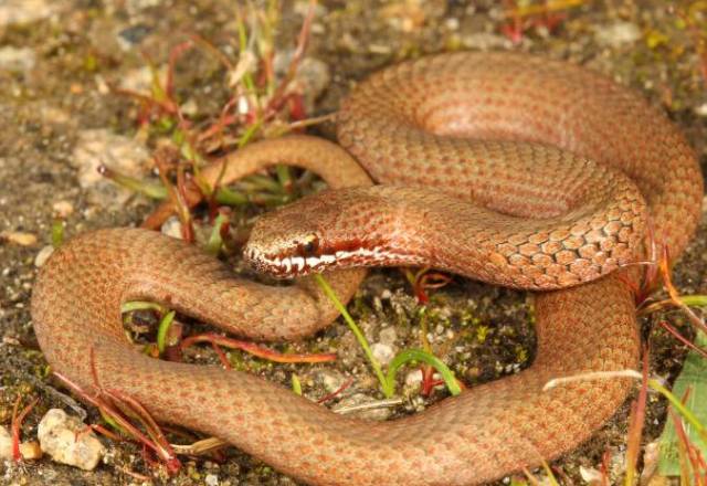 还有 白唇蛇(white-lipped snake,体型小,只有40cm长