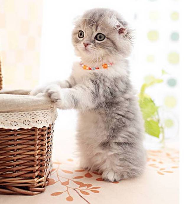 超萌的宠物猫合集,折耳猫只能排第五,最萌的果然是它!