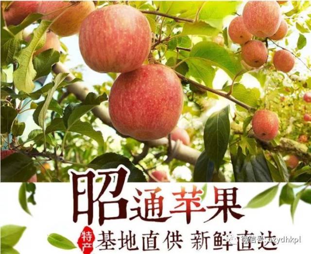 艾自由:"昭通苹果"产品品牌名称及宣传广告语