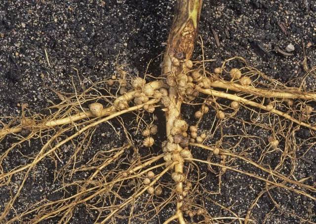 而 根瘤为豆科作物特有,呈米粒大小, 是根瘤菌与豆科作物共生,  不
