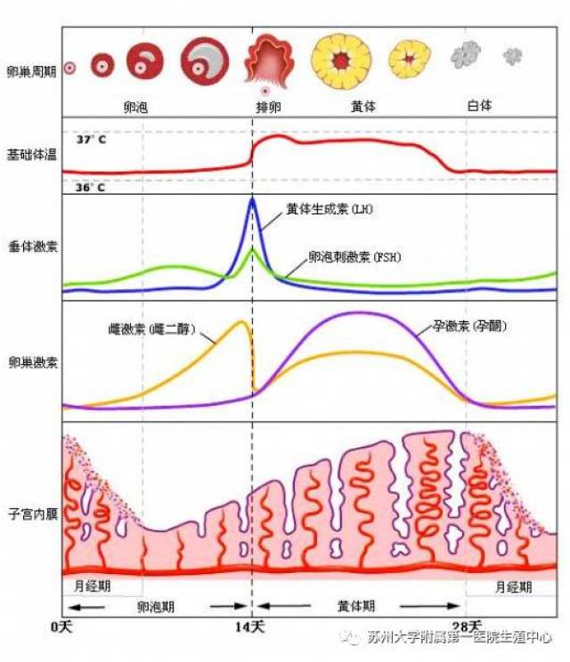 下图中我们可以看到,月经周期各个时段的性激素水平是不断变化的,每一