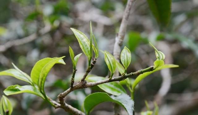 优选普洱茶中上等芽蕊制成 清人阮福《普洱茶记》中说"于二月间采