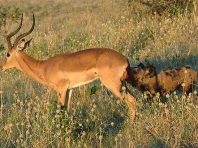 直击非洲“二哥”的掏肛绝活,不愧是草原上动物的噩梦