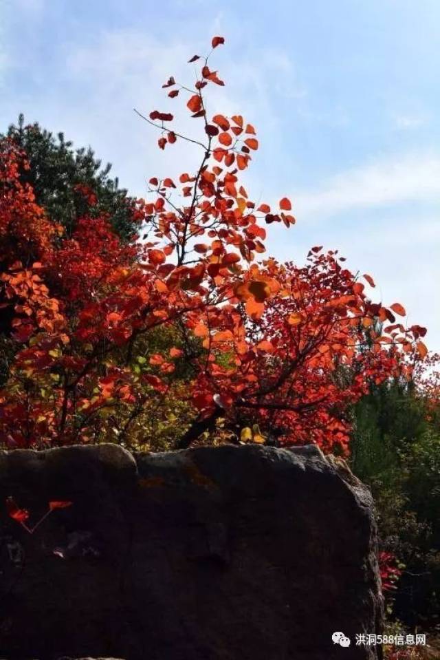 洪洞左木,竟然可以这样"红!