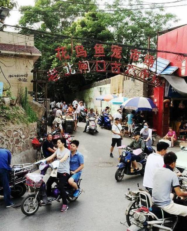 老北闸口花鸟鱼宠市场