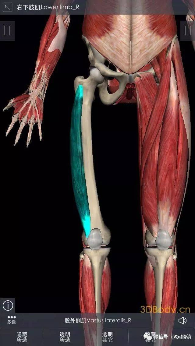 股外侧肌:位于大腿的外侧,股直肌和股中间肌的外侧,阔筋膜张肌和髂胫