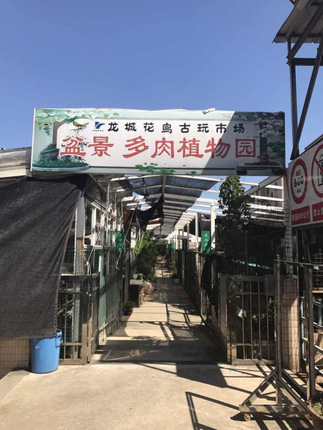 多多看一眼,大常州的大花市---龙城花鸟古玩市场!