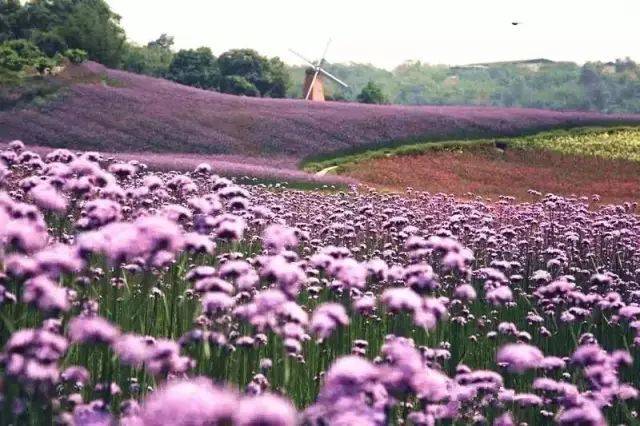 宜宾周边花海攻略,门票路线全都有!玫瑰,百合,波斯菊.