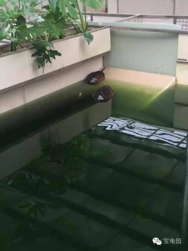 你知道绿水在养龟上的妙用吗?