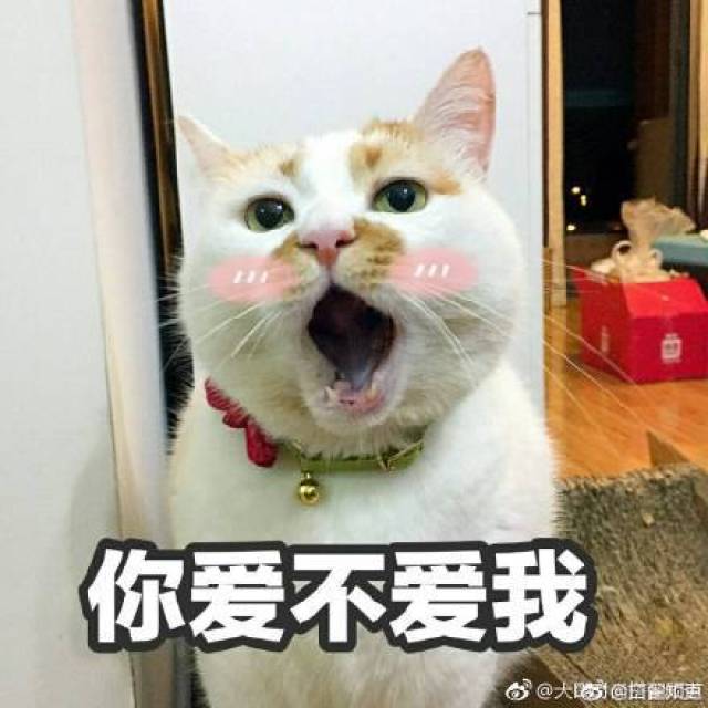 喵喵喵 我是一只小猫咪 你爱我吗?