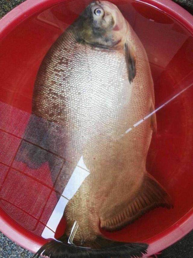 珠江钓到二十斤鳊鱼王,模样怪异,钓友鉴定说是食人鱼