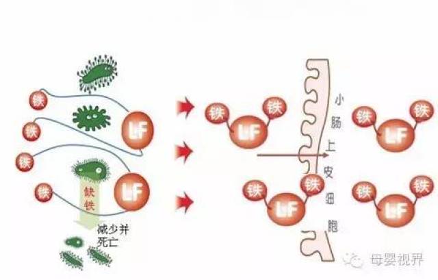 告诉你为什么要给孩子补充善卡优乳铁蛋白