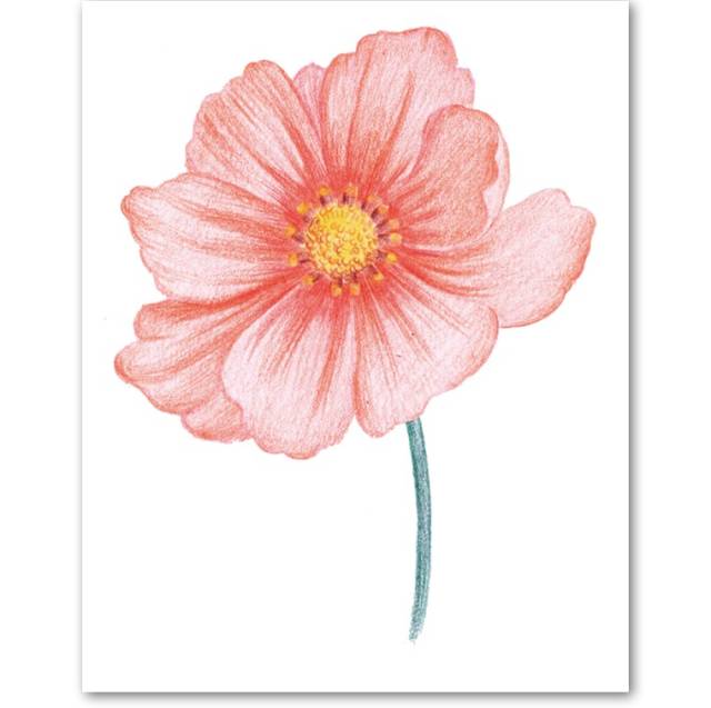 一朵温柔的波斯菊 几片轻巧的花瓣,淡淡抹些温柔的色彩 可以画出永不
