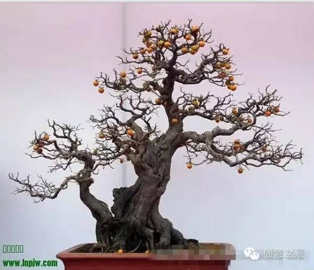 老鸦柿果型产地大集合