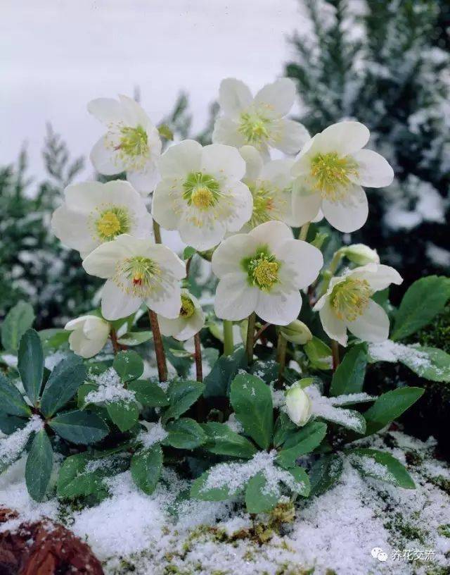 7种超耐冻的花卉,可以在北方冬天灿烂开花的植物