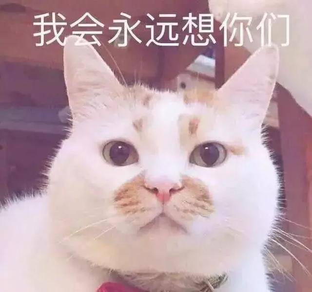 楼楼:我只是一只小猫咪,现在要回母星去啦!