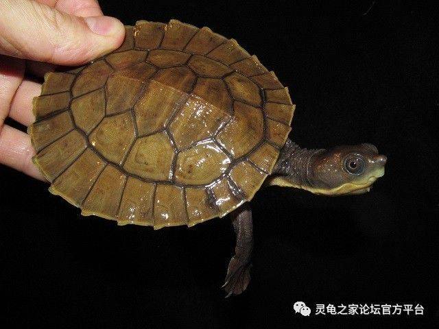 布氏癞颈龟 南新几内亚盔甲龟