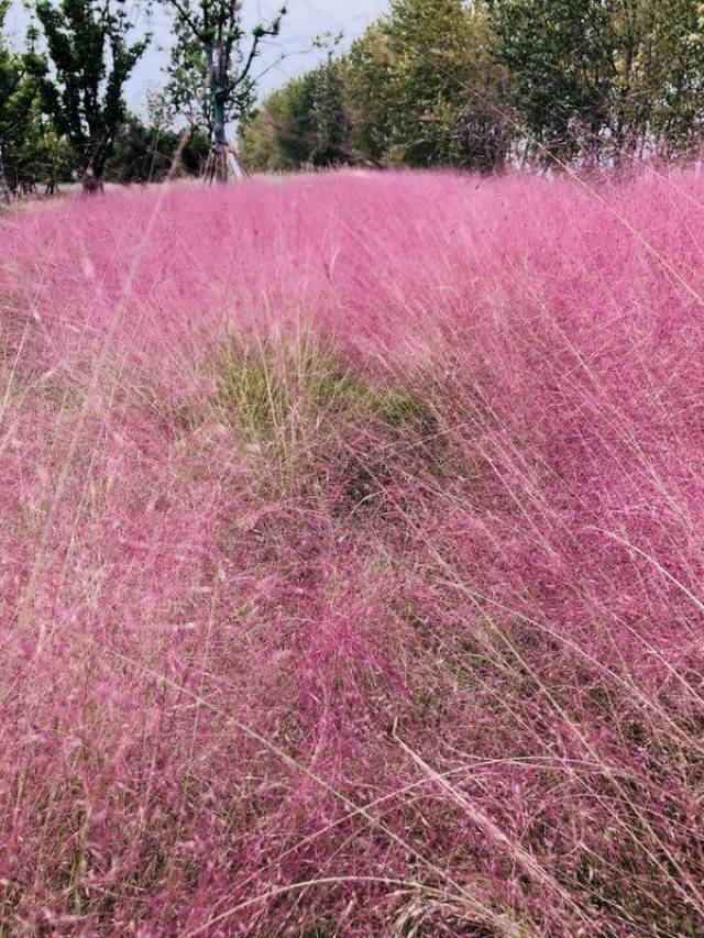 南京粉黛乱子开出粉色花海,桂花落了一地秋色