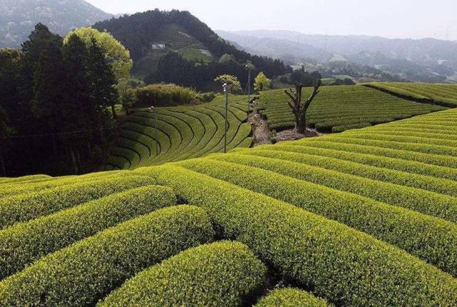 台地茶树