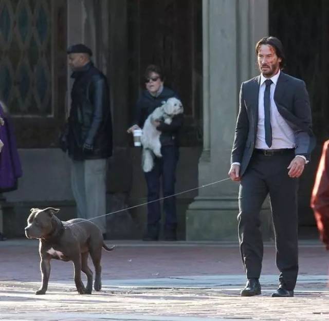 永远不要试图伤害一个男人的狗johnwick